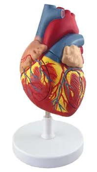 Передовая медицинская научная модель сердца - Увеличенная версия для изучения анатомии и демонстрации сердечно-сосудистой системы.